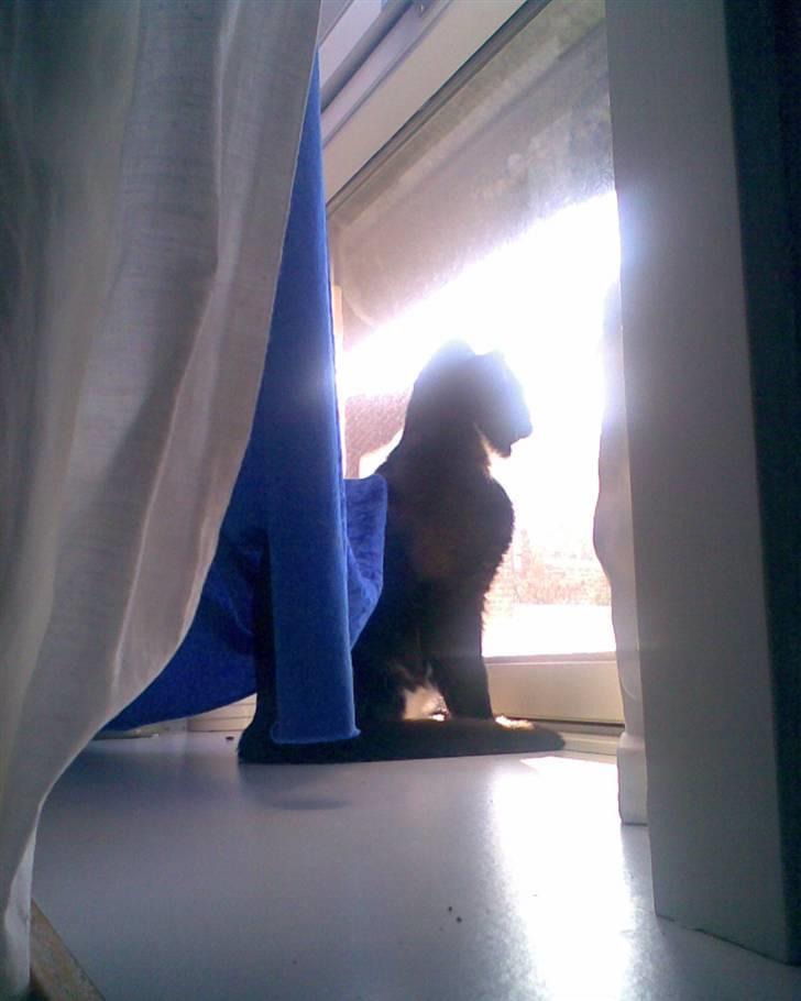 Huskat Oskar Jensen - Elsker at side og nyde udsigten fra 2 sal. og især når man lige er vågnet efter en god lang natte søvn... billede 7