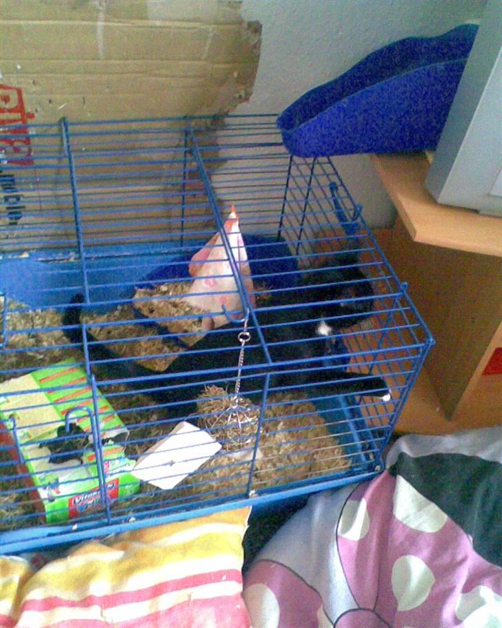 Huskat Oskar Jensen - SÅ det er sådan Mulle-kanin bor... billede 8