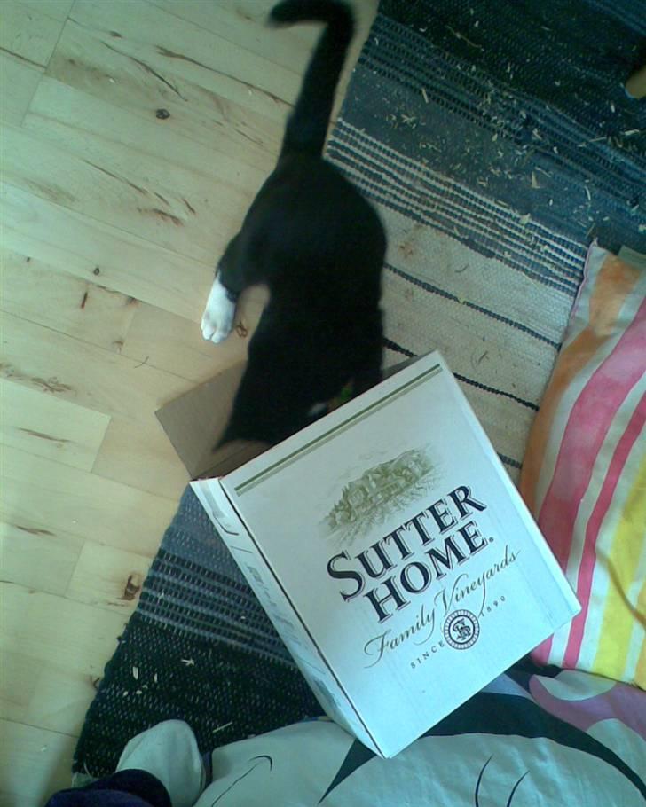 Huskat Oskar Jensen - Så er jeg på vej, ind i min hemmelige-gemme-kasse... billede 10