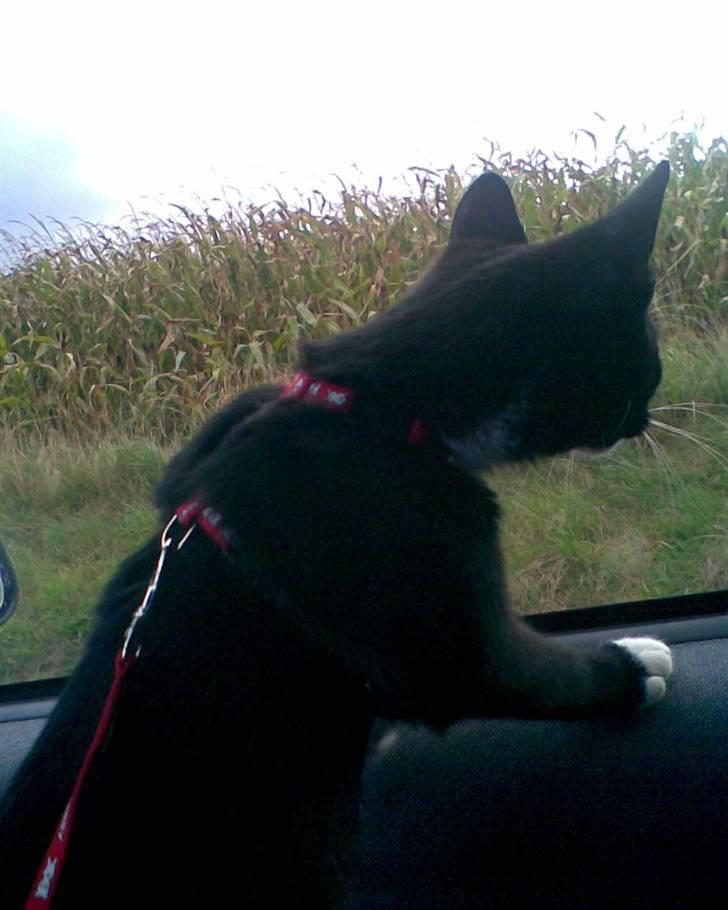 Huskat Oskar Jensen - Nyder udsigten, men vi kører i bil... billede 11