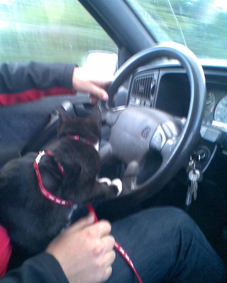 Huskat Oskar Jensen - Jeg kan da osse kører bil, især når det er sammen med far... billede 12