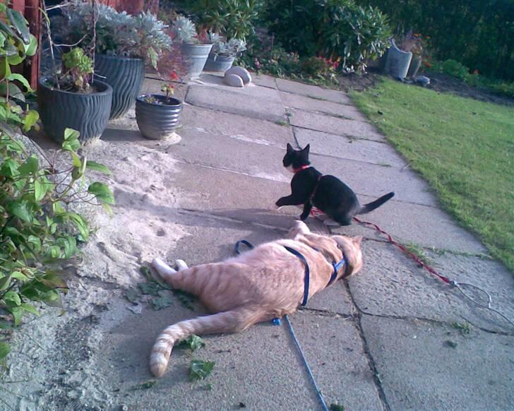 Huskat Oskar Jensen - Her leger jeg lige med onkel Garfield... billede 13