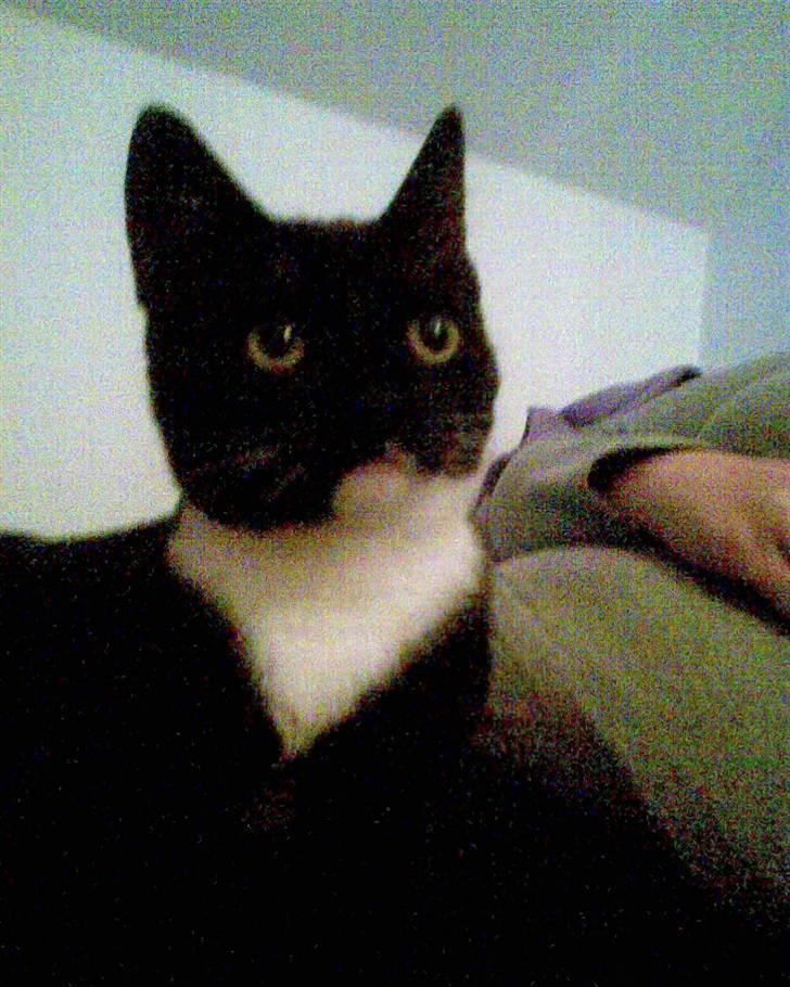 Huskat Oskar Jensen - Er jeg ikke bare smuk?? billede 14