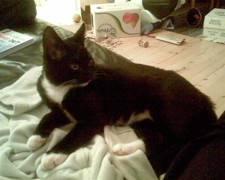 Huskat Oskar Jensen - Nyder rigtigt at putte i sofaen - her er jeg 4 mdr gammel. billede 15