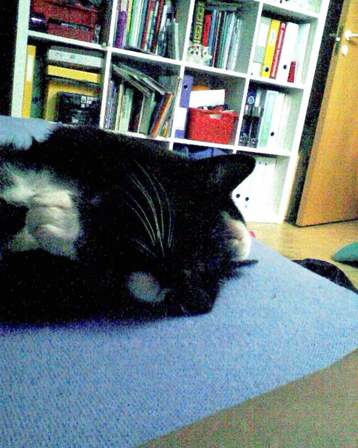 Huskat Oskar Jensen - Jeg er helt i drømmeland... billede 16