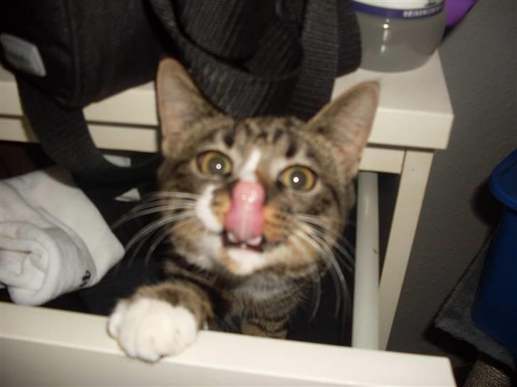 Huskat Hawkeye - Kunne ikke finde ham en dag, så var han kravlet ned i min strømpe skuffe som tilfældigvis stod åben, der må være trygt og varmt:-) Alligevel skulle han lige demonstrere hvor lang hans tunge er :-) billede 1