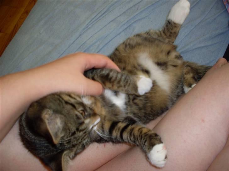 Huskat Hawkeye - Han ELSKER at ligge på ryggen :-) billede 2