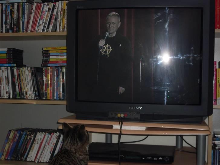 Huskat Hawkeye - Selvom man er en killing kan man jo godt have god smag ;-) billede 3