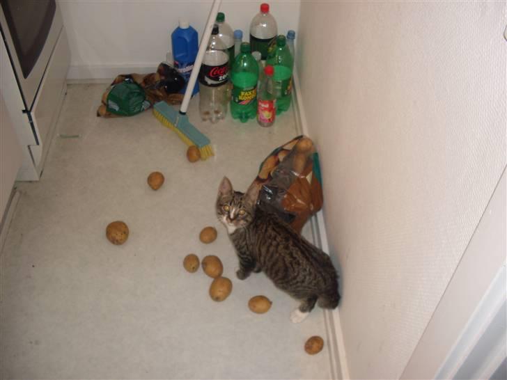 Huskat Hawkeye - Det var altså ikke mig mor! billede 4