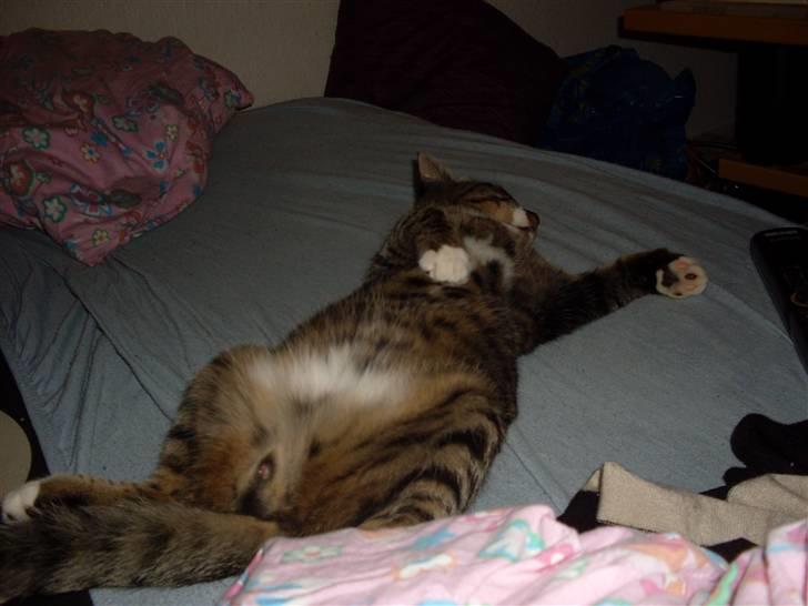 Huskat Hawkeye - En rigtig mand! Han er mæt og træt, og fjernbetjeneren er i nærheden.. Og ja, resten snakker vidst for sig selv :-) Vil lige sige han er langt væk i drømmeland der :-) billede 5