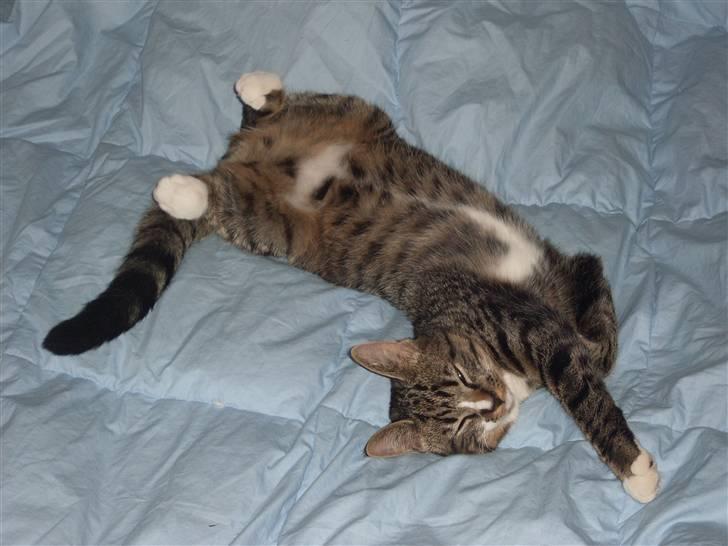 Huskat Hawkeye - Man gør sig lige til for kameraet :-) billede 6