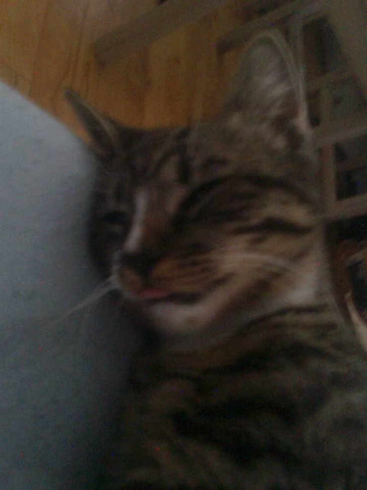 Huskat Hawkeye - Det kan godt være lidt svært at holde tungen lige i munden når man sover:-) Er nu et generelt problem for ham, den hænger næsten altid ud af skuffen på ham :-) billede 7