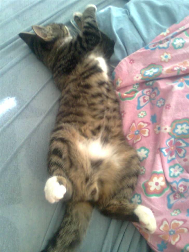 Huskat Hawkeye - Lige en træt lækkermås :-) billede 8