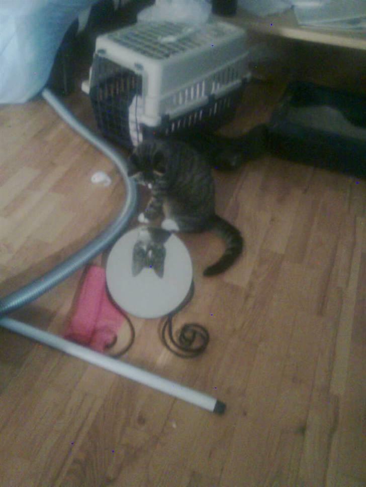 Huskat Hawkeye - Hvem filan er det?! billede 9