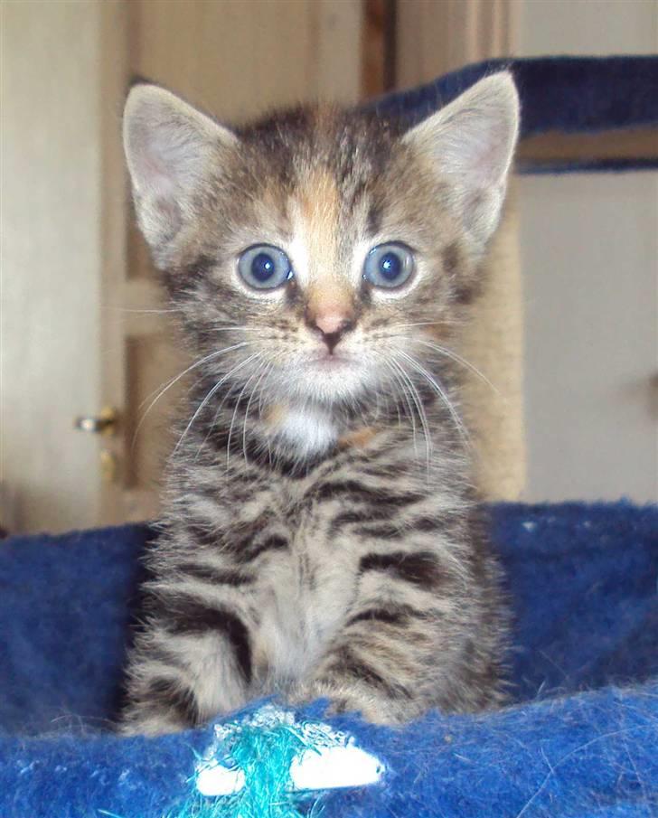 Huskat Mini (miv) R.I.P billede 1