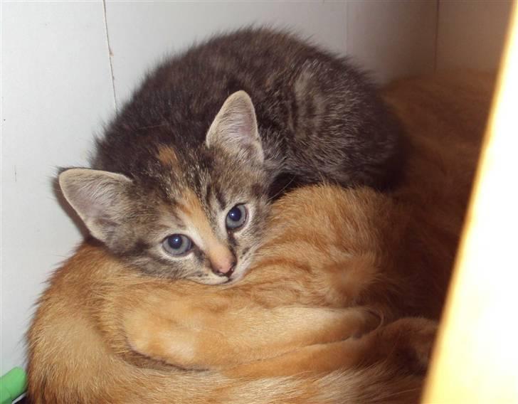 Huskat Mini (miv) R.I.P billede 3