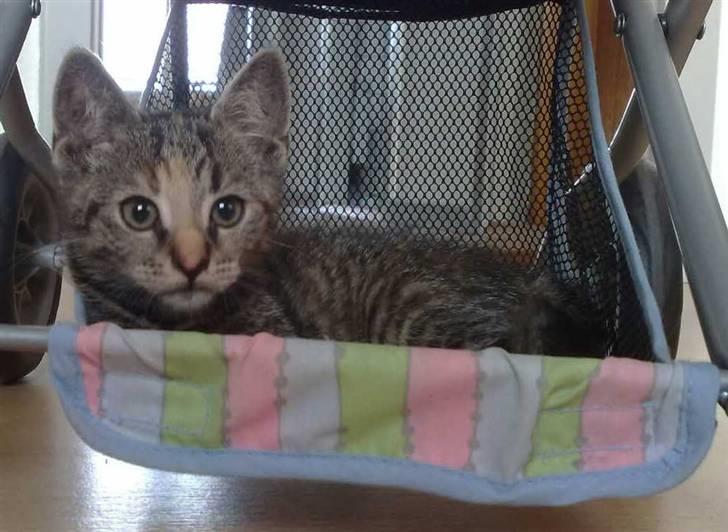 Huskat Mini (miv) R.I.P billede 4