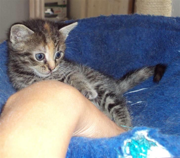 Huskat Mini (miv) R.I.P billede 5