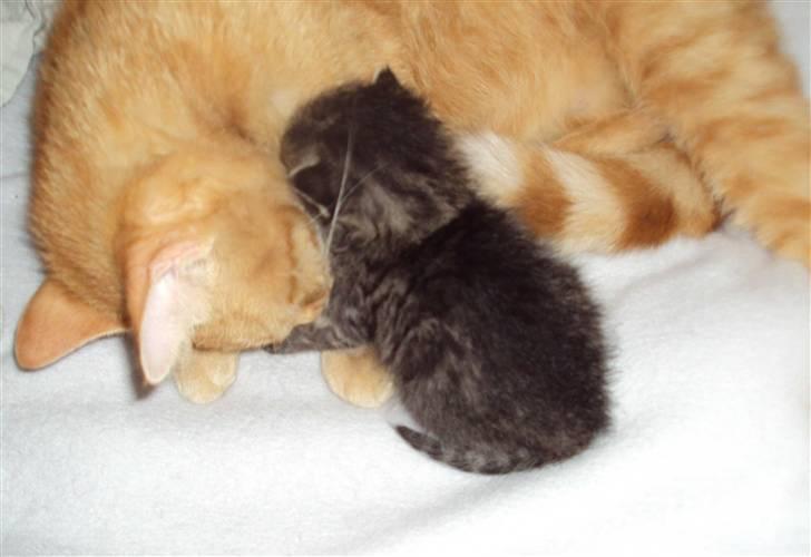 Huskat Mini (miv) R.I.P billede 6