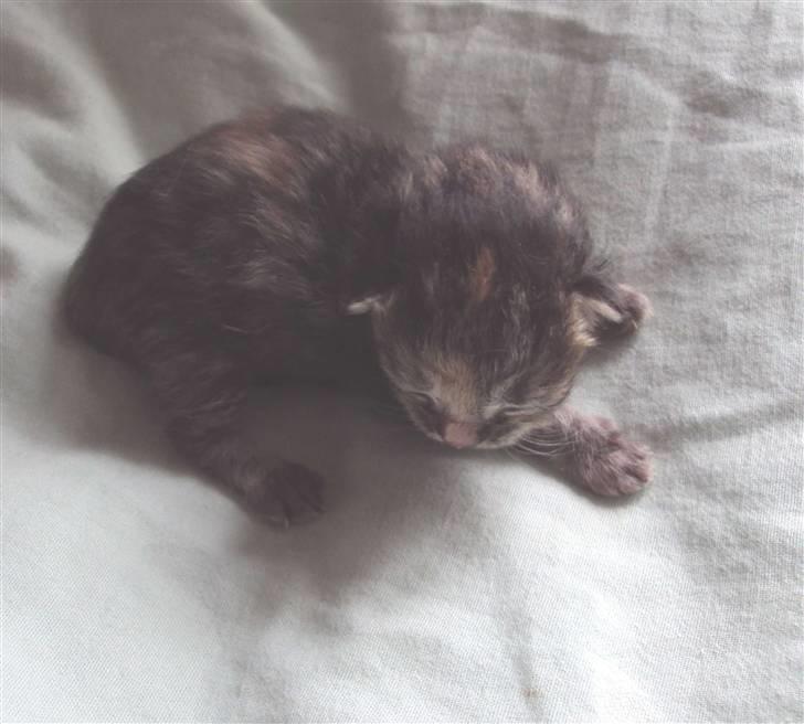 Huskat Mini (miv) R.I.P billede 7