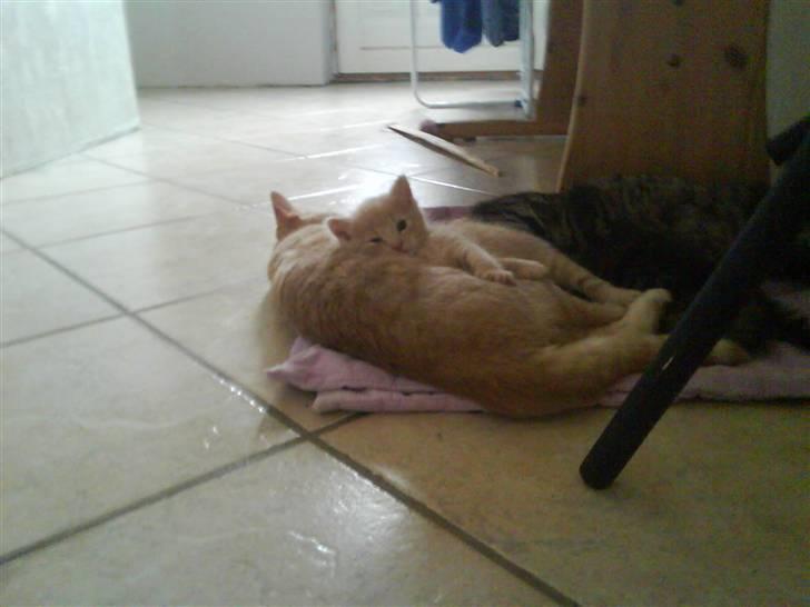 Huskat Simba billede 16