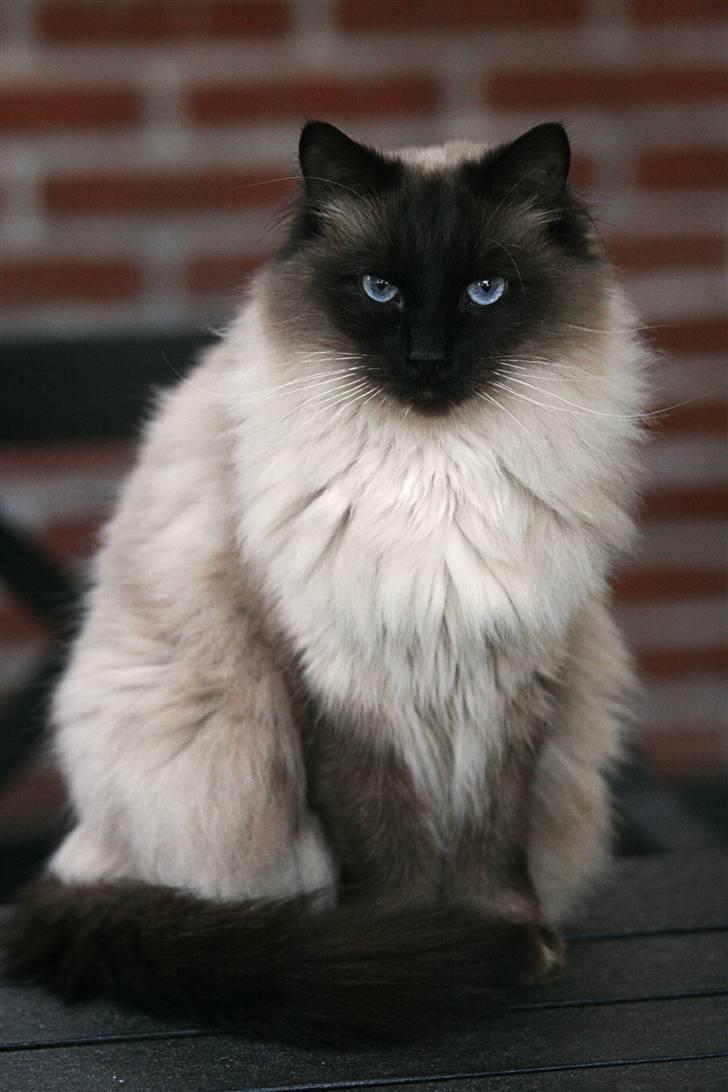 Ragdoll *Harlem billede 12