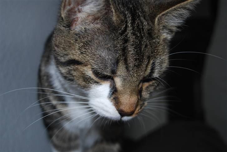 Blanding af racer bailey billede 6