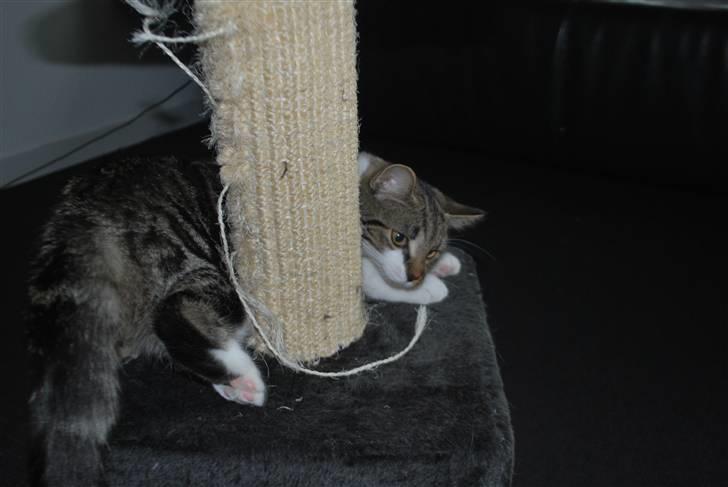 Blanding af racer bailey billede 7