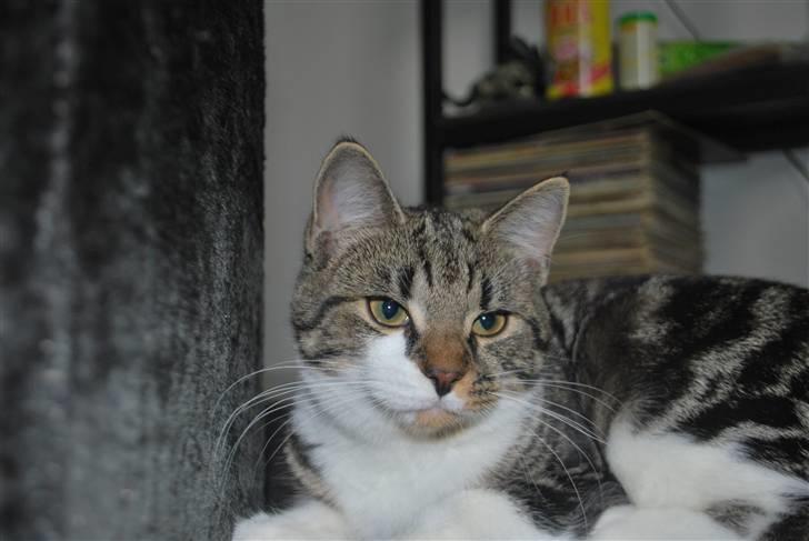 Blanding af racer bailey billede 8