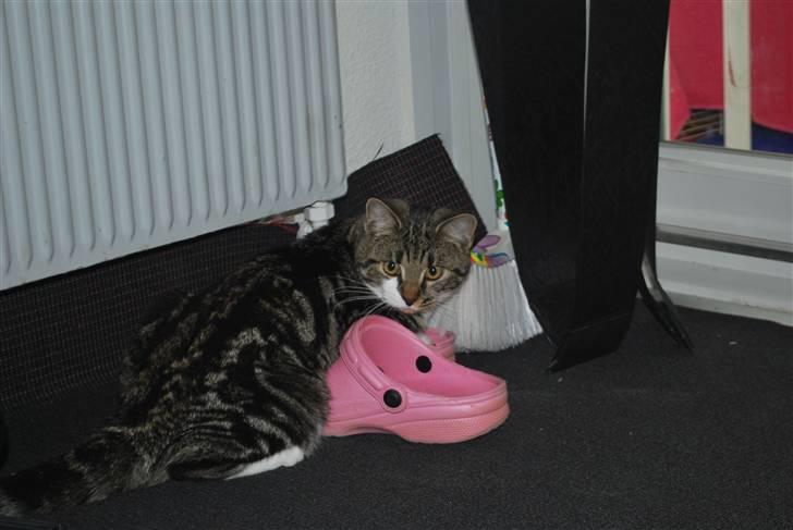 Blanding af racer bailey billede 9