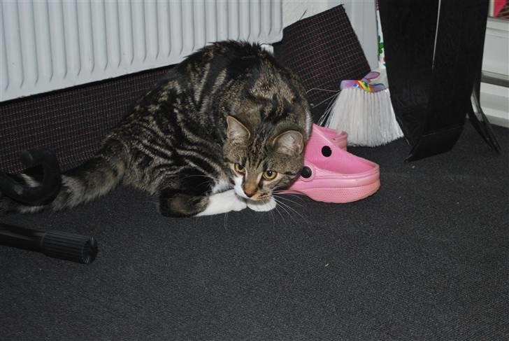 Blanding af racer bailey billede 10