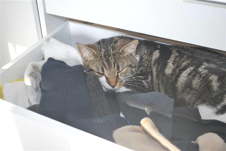 Blanding af racer bailey billede 11