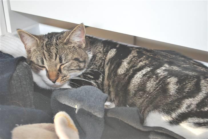 Blanding af racer bailey billede 12