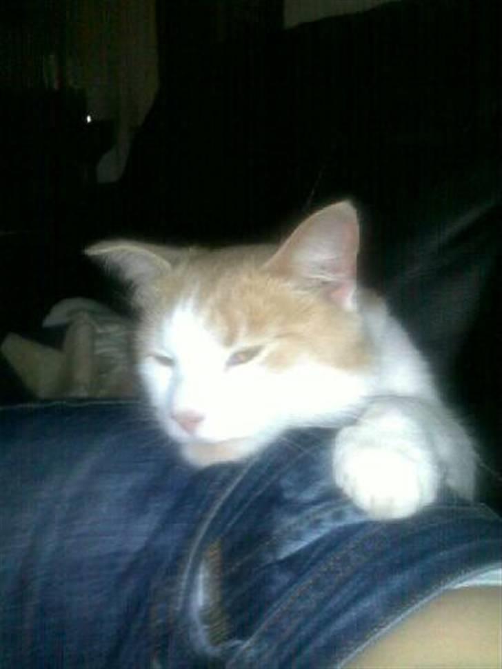 Huskat Hubert billede 18