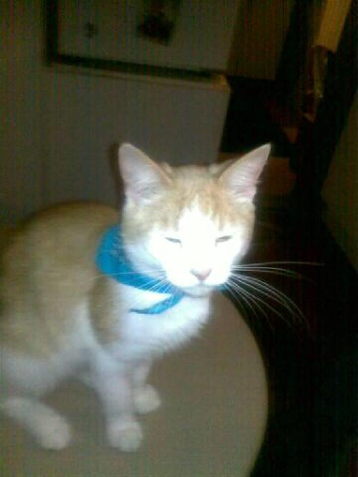 Huskat Hubert billede 19