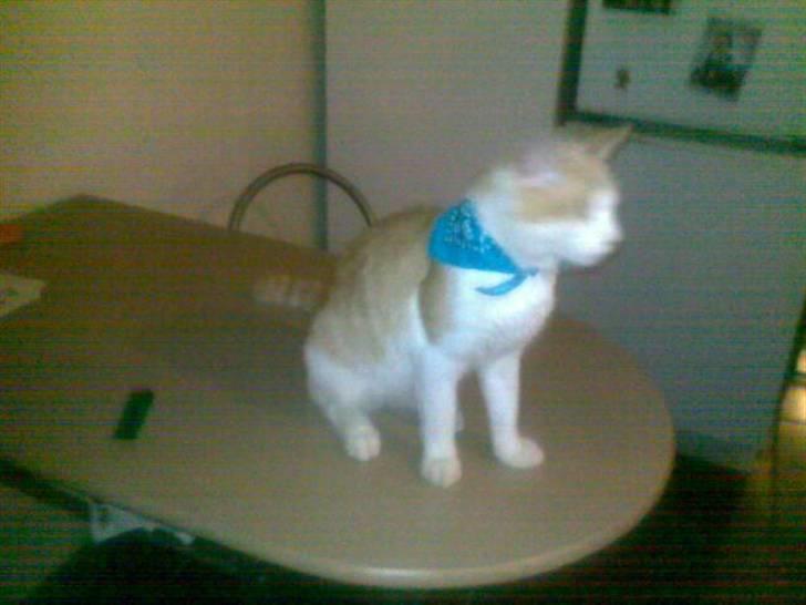 Huskat Hubert billede 20