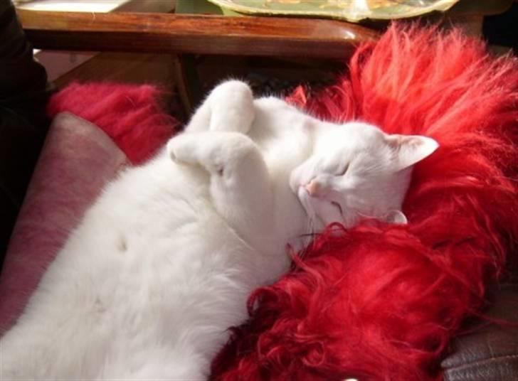 Huskat Malthe - Mhhfff.. Dejligt! :D billede 11