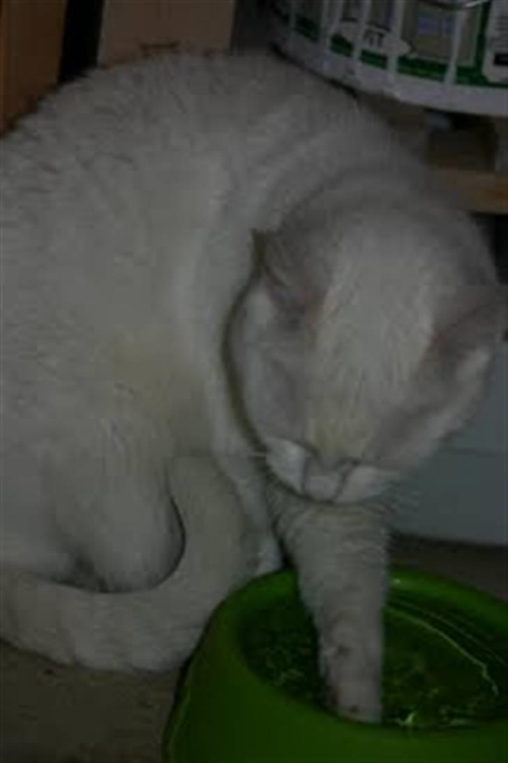 Huskat Malthe - Naaarj ikke i vand!!!! :D billede 12