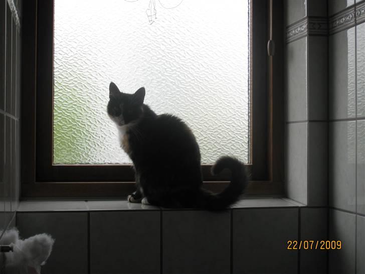 Huskat Tinka billede 12