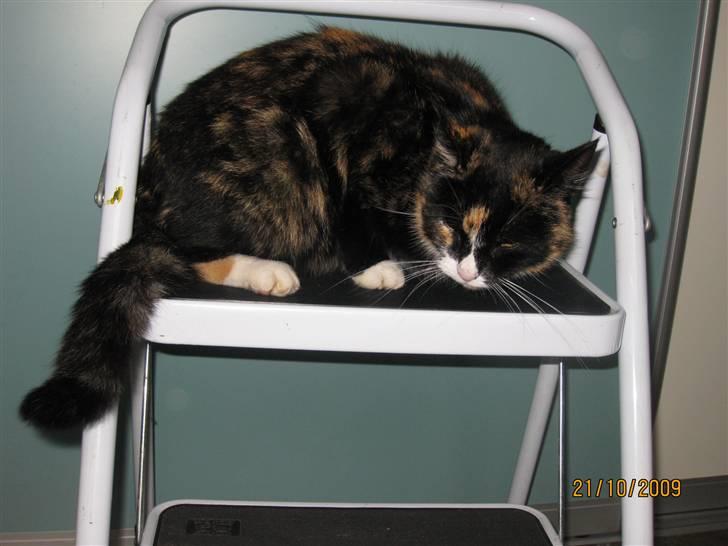 Huskat Tinka billede 13