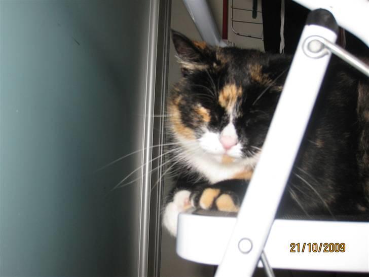 Huskat Tinka billede 14