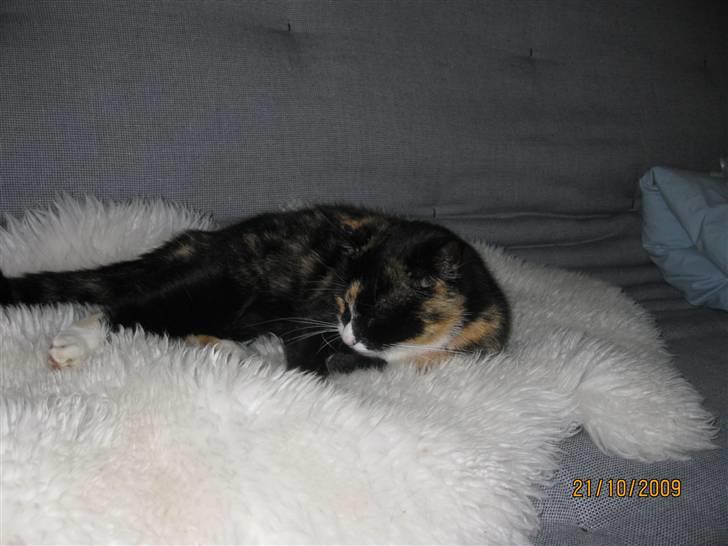 Huskat Tinka billede 15