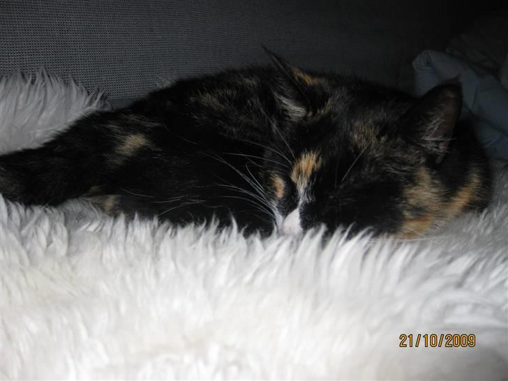 Huskat Tinka billede 16