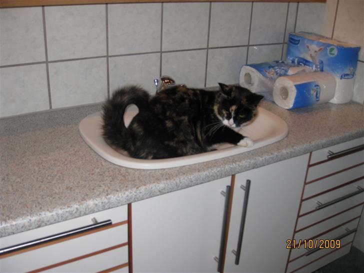 Huskat Tinka billede 17