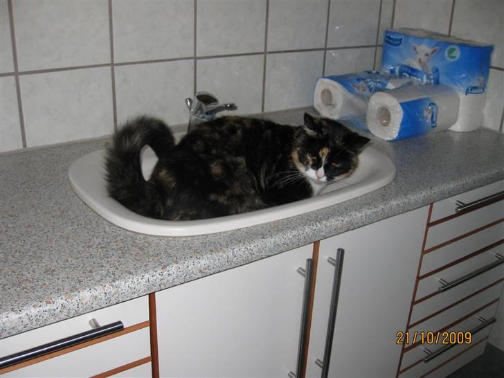 Huskat Tinka billede 18