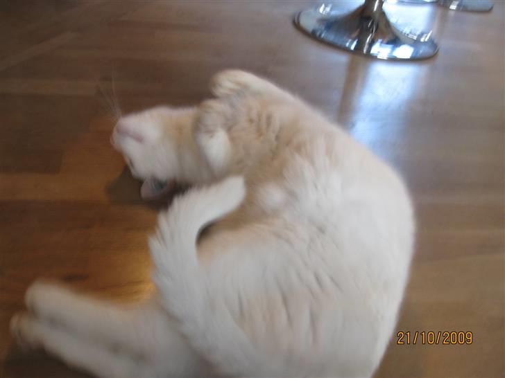 Huskat Malthe billede 13