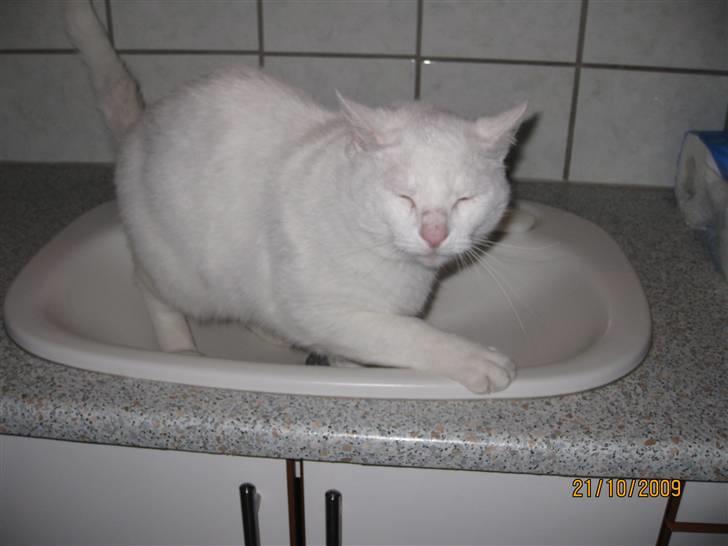 Huskat Malthe billede 14