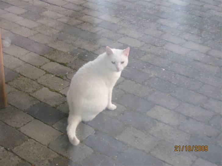 Huskat Malthe billede 15