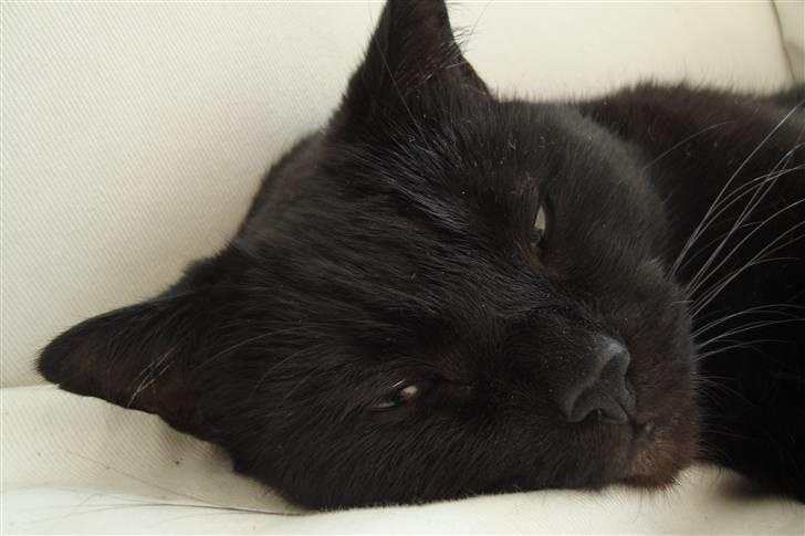 Huskat Tiger billede 1