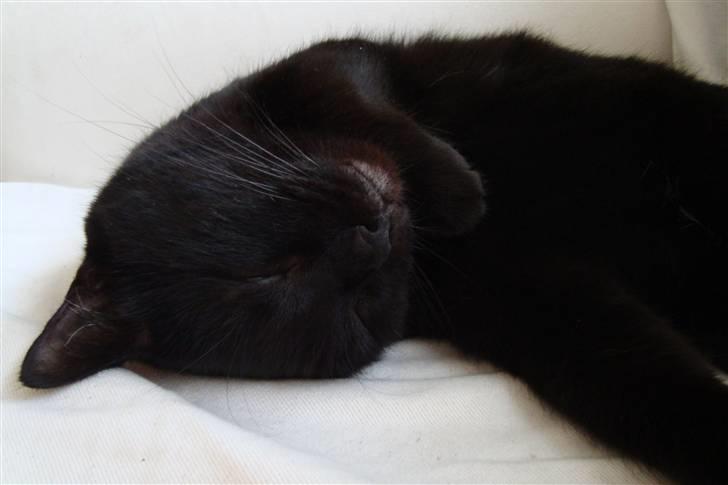 Huskat Tiger billede 2